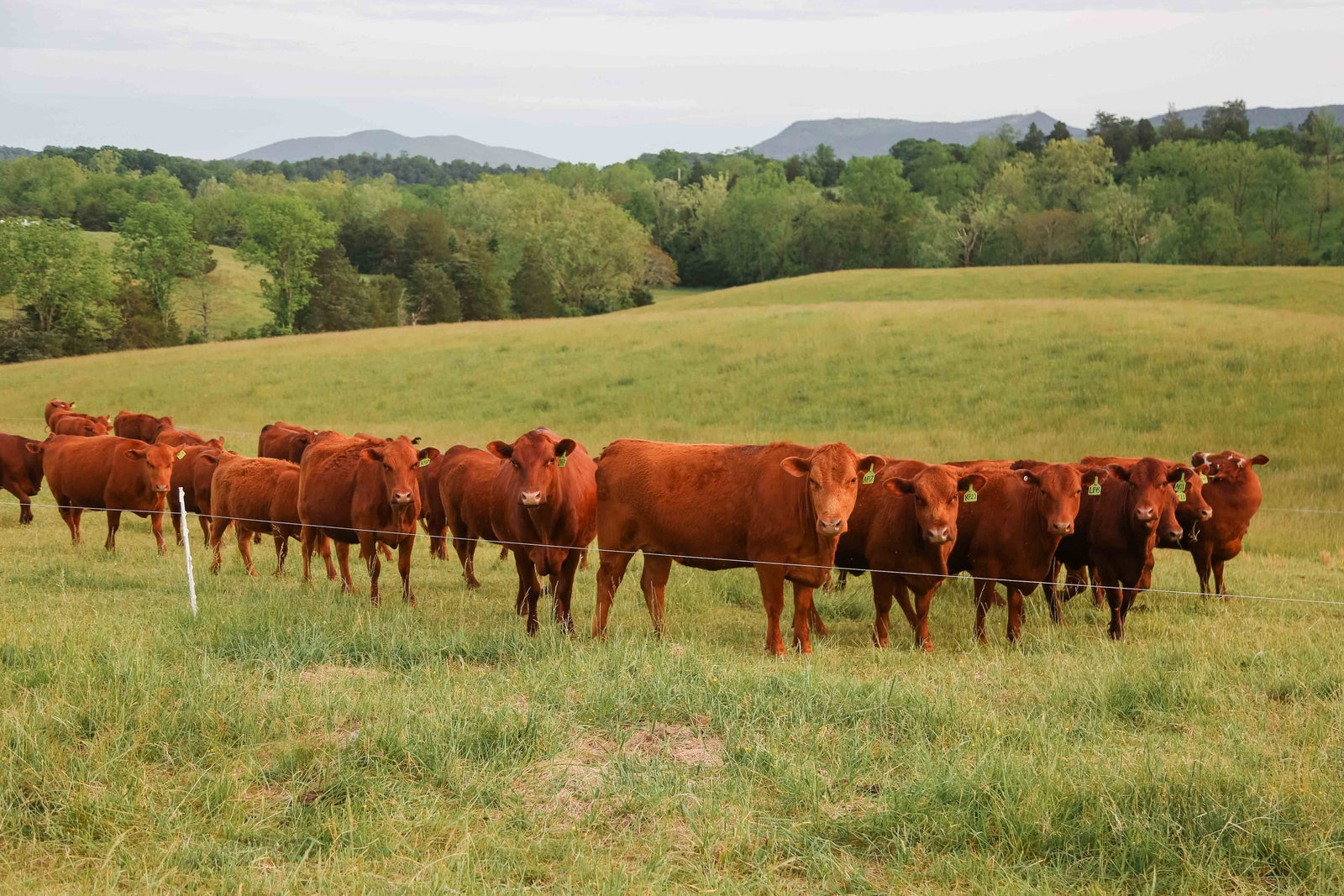 Pure Grass Farm photo 6