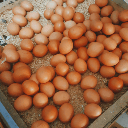 Pasture-Raised Brown Eggs (1 Dozen)